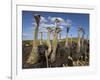 Ostriches, Struthio Camelus, on Ostrich Farm, Western Cape, South Africa, Africa-Steve & Ann Toon-Framed Photographic Print