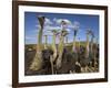 Ostriches, Struthio Camelus, on Ostrich Farm, Western Cape, South Africa, Africa-Steve & Ann Toon-Framed Photographic Print