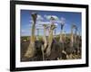 Ostriches, Struthio Camelus, on Ostrich Farm, Western Cape, South Africa, Africa-Steve & Ann Toon-Framed Photographic Print