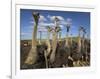 Ostriches, Struthio Camelus, on Ostrich Farm, Western Cape, South Africa, Africa-Steve & Ann Toon-Framed Photographic Print