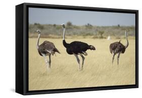 Ostriches-Michele Westmorland-Framed Stretched Canvas