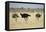 Ostriches-Michele Westmorland-Framed Stretched Canvas