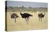 Ostriches-Michele Westmorland-Stretched Canvas