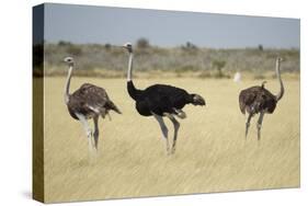 Ostriches-Michele Westmorland-Stretched Canvas