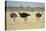 Ostriches-Michele Westmorland-Stretched Canvas