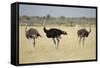 Ostriches-Michele Westmorland-Framed Stretched Canvas