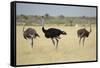 Ostriches-Michele Westmorland-Framed Stretched Canvas