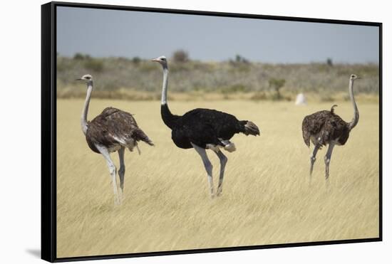 Ostriches-Michele Westmorland-Framed Stretched Canvas