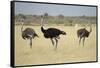 Ostriches-Michele Westmorland-Framed Stretched Canvas