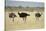 Ostriches-Michele Westmorland-Stretched Canvas