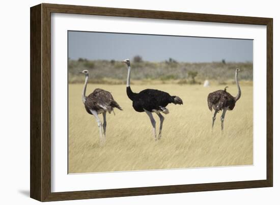 Ostriches-Michele Westmorland-Framed Photographic Print