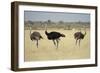 Ostriches-Michele Westmorland-Framed Photographic Print