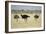 Ostriches-Michele Westmorland-Framed Photographic Print