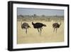 Ostriches-Michele Westmorland-Framed Photographic Print