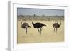 Ostriches-Michele Westmorland-Framed Photographic Print