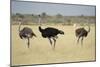 Ostriches-Michele Westmorland-Mounted Photographic Print
