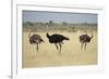 Ostriches-Michele Westmorland-Framed Photographic Print