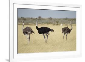 Ostriches-Michele Westmorland-Framed Photographic Print