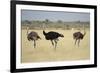 Ostriches-Michele Westmorland-Framed Photographic Print