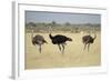 Ostriches-Michele Westmorland-Framed Photographic Print