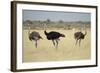 Ostriches-Michele Westmorland-Framed Photographic Print