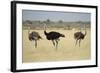 Ostriches-Michele Westmorland-Framed Photographic Print