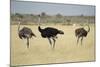 Ostriches-Michele Westmorland-Mounted Photographic Print