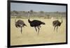 Ostriches-Michele Westmorland-Framed Photographic Print