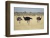 Ostriches-Michele Westmorland-Framed Photographic Print