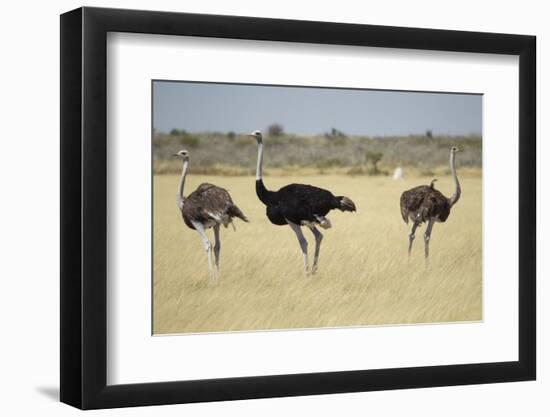 Ostriches-Michele Westmorland-Framed Photographic Print