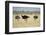 Ostriches-Michele Westmorland-Framed Photographic Print