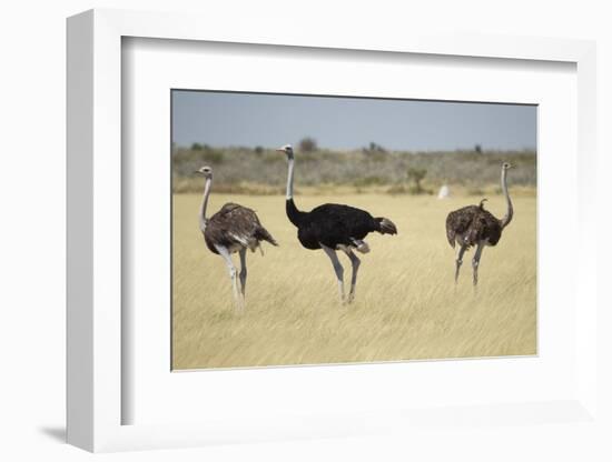 Ostriches-Michele Westmorland-Framed Photographic Print