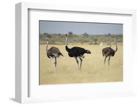 Ostriches-Michele Westmorland-Framed Photographic Print