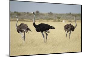 Ostriches-Michele Westmorland-Mounted Photographic Print