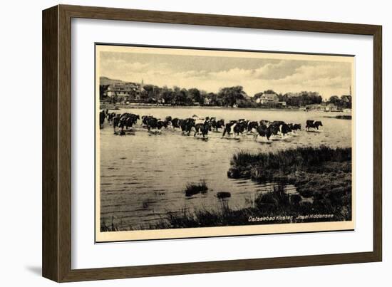Ostseebad Kloster Insel Hiddensee, Kühe Überqueren Wasser-null-Framed Giclee Print