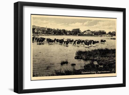 Ostseebad Kloster Insel Hiddensee, Kühe Überqueren Wasser-null-Framed Giclee Print