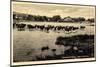 Ostseebad Kloster Insel Hiddensee, Kühe Überqueren Wasser-null-Mounted Giclee Print