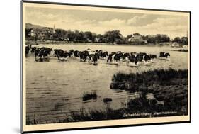 Ostseebad Kloster Insel Hiddensee, Kühe Überqueren Wasser-null-Mounted Giclee Print