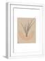 White Frame