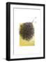 Black Frame