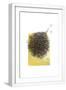 White Frame