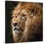 Stretched Canvas