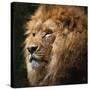 Stretched Canvas