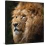 Stretched Canvas