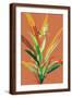 Brown Frame