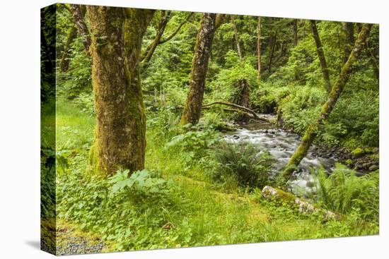 Oswald West State Park, Oregon. a Sylvan View of Short Sand Creek-Michael Qualls-Stretched Canvas