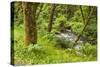 Oswald West State Park, Oregon. a Sylvan View of Short Sand Creek-Michael Qualls-Stretched Canvas