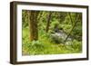 Oswald West State Park, Oregon. a Sylvan View of Short Sand Creek-Michael Qualls-Framed Photographic Print