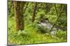 Oswald West State Park, Oregon. a Sylvan View of Short Sand Creek-Michael Qualls-Mounted Photographic Print