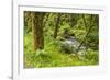 Oswald West State Park, Oregon. a Sylvan View of Short Sand Creek-Michael Qualls-Framed Photographic Print